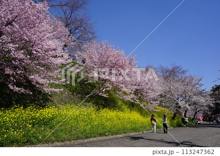 岡山県津山市にあるさくら名所100選のひとつ「鶴山公園(津山城趾)」 岡山県津山市にあるさくら名所100選のひとつ「鶴山公園(津山城趾)」 113247362