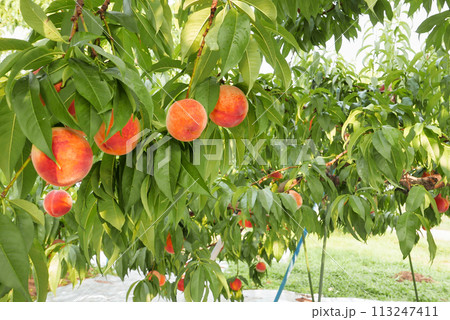 美味しそうに熟した桃 113247411