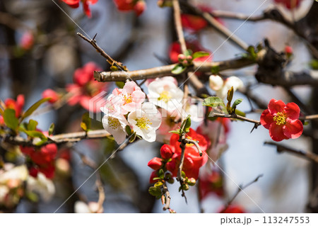 東京都瑞穂町みずほエコパーク　ボケの花 113247553