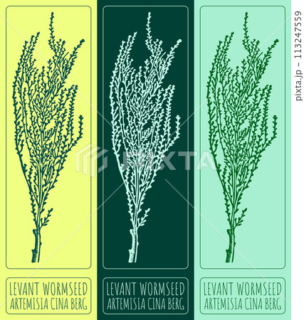 Vector drawing LEVANT WORMSEED. Hand drawn illustration. The Latin name is ARTEMISIA CINA BERG. Vector drawing LEVANT WORMSEED. Hand drawn illustration. The Latin name is ARTEMISIA CINA BERG. 113247559