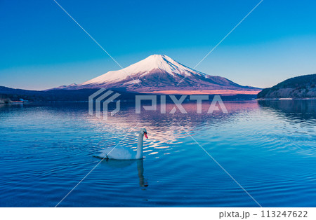 (山梨県)冬の山中湖・白鳥と富士山 (山梨県)冬の山中湖・白鳥と富士山 113247622