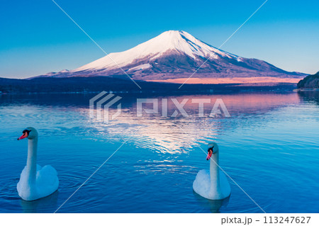 （山梨県）冬の山中湖・白鳥と富士山 113247627