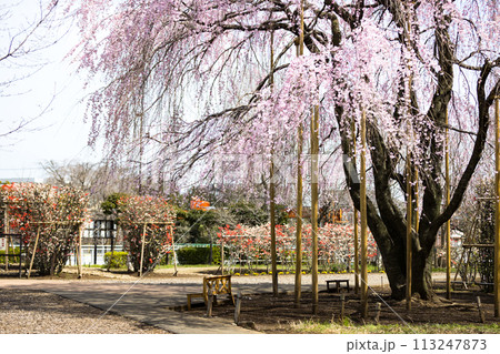 東京都瑞穂町みずほエコパーク 枝垂れ桜 東京都瑞穂町みずほエコパーク 枝垂れ桜 113247873
