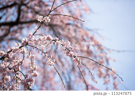 東京都瑞穂町みずほエコパーク　枝垂れ桜 113247875