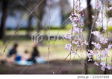 東京都瑞穂町みずほエコパーク　枝垂れ桜 113247889