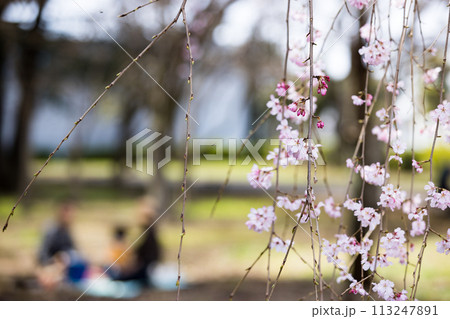東京都瑞穂町みずほエコパーク　枝垂れ桜 113247891