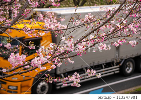桜の花とトラックで春の新生活のイメージ 桜の花とトラックで春の新生活のイメージ 113247981