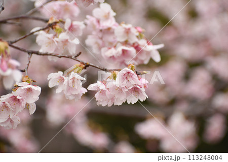 早咲きの薄桃色の大漁桜 113248004