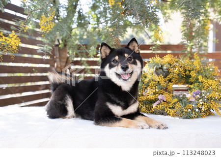ミモザと笑う豆柴のシェリ 113248023