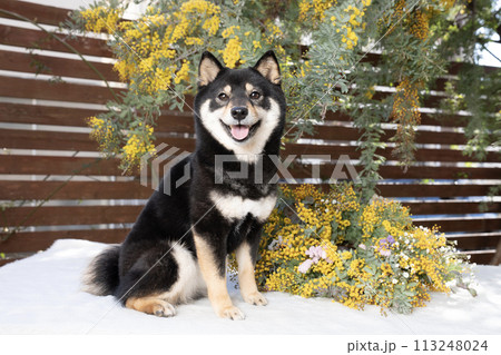 ミモザと笑う豆柴のシェリ ミモザと笑う豆柴のシェリ 113248024