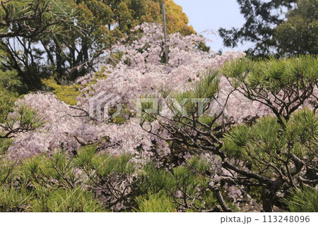 Landscape with weeping cherry blossoms - Stock Photo