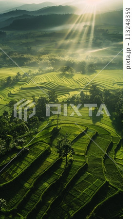 Bird's eye view of agricultural cultivated seeded fields, rice farmland in the rays of the rising sun Bird's eye view of agricultural cultivated seeded fields, rice farmland in the rays of the rising sun 113248359