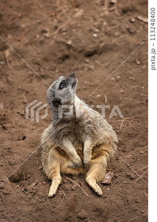 座って見上げるミーアキャット 113248400