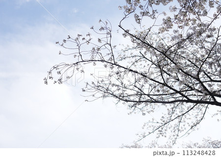 横井山緑地 桜 名古屋 113248428