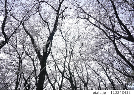 横井山緑地 桜 名古屋 113248432