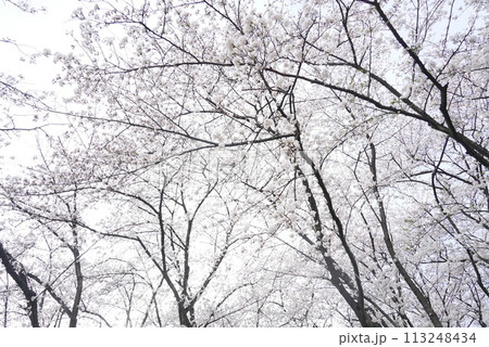 横井山緑地 桜 名古屋 113248434