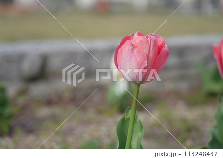 横井山緑地 チューリップ 名古屋 113248437