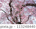 横井山緑地 桜 名古屋 113248440