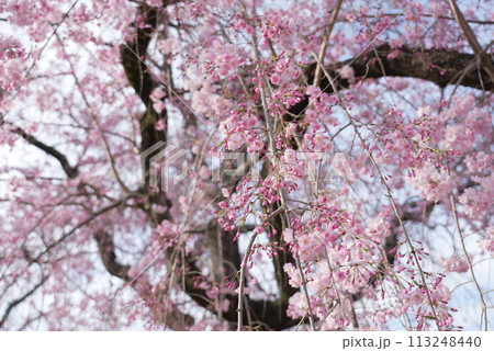 横井山緑地 桜 名古屋 113248440
