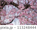 横井山緑地 桜 名古屋 113248444