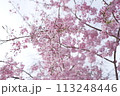 横井山緑地 桜 名古屋 113248446