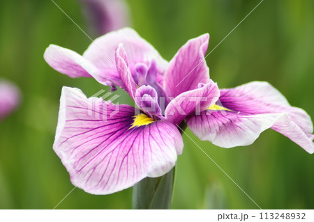 梅雨時を鮮やかに彩る花菖蒲の花ー壱 梅雨時を鮮やかに彩る花菖蒲の花ー壱 113248932