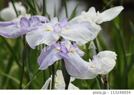 梅雨時を鮮やかに彩る花菖蒲の花ー参 113248934