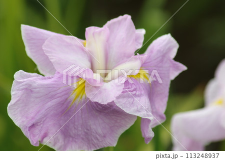 梅雨時を鮮やかに彩る花菖蒲の花ー六 梅雨時を鮮やかに彩る花菖蒲の花ー六 113248937