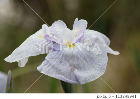梅雨時を鮮やかに彩る花菖蒲の花ー拾 113248941