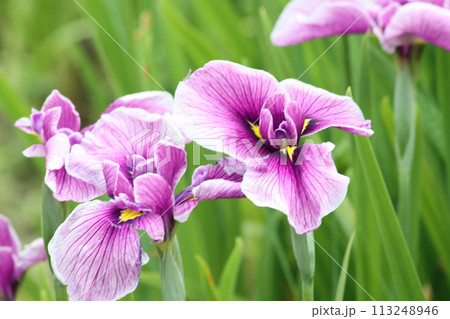 見た目の華やかさが見る人を引き込む花しょうぶー四 見た目の華やかさが見る人を引き込む花しょうぶー四 113248946