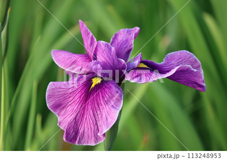 見た目の華やかさが見る人を引き込む花しょうぶー拾 見た目の華やかさが見る人を引き込む花しょうぶー拾 113248953