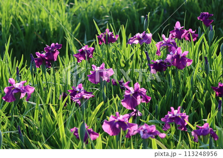 日本独自の発展を遂げた花しょうぶの花ー弐 113248956