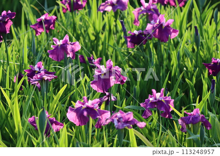 日本独自の発展を遂げた花しょうぶの花ー四 113248957