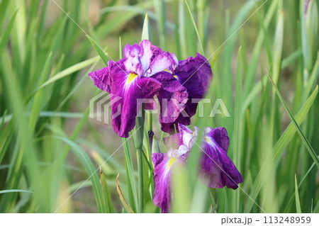日本独自の発展を遂げた花しょうぶの花ー参 日本独自の発展を遂げた花しょうぶの花ー参 113248959