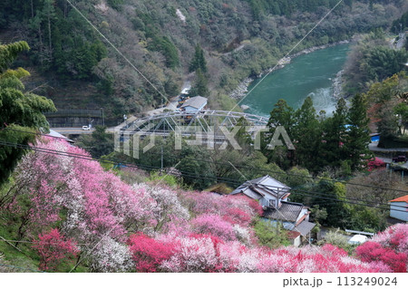 越知町から仁淀川町に架かる寺村橋　花桃の季節　（高知県） 113249024