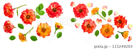 wild rose blooming flower isolated on a white background 113249203