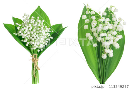 Lilly of the valley flowers isolated on white background with full depth of field Lilly of the valley flowers isolated on white background with full depth of field 113249257