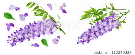 Wisteria flowers isolated on white background. Top view. Flat lay 113249322