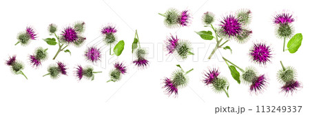 Burdock flower isolated on white background with copy space for your text. Medicinal plant: Arctium. Top view. Flat lay pattern 113249337