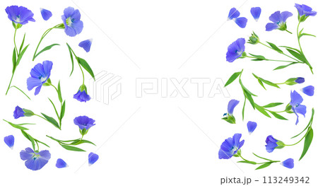 flax flowers or Linum usitatissimum on a white background with copy space for your text. Top view, flat lay flax flowers or Linum usitatissimum on a white background with copy space for your text. Top view, flat lay 113249342