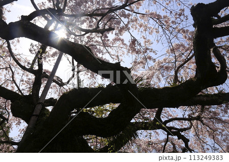 一本の枝垂れ桜のある風景 113249383