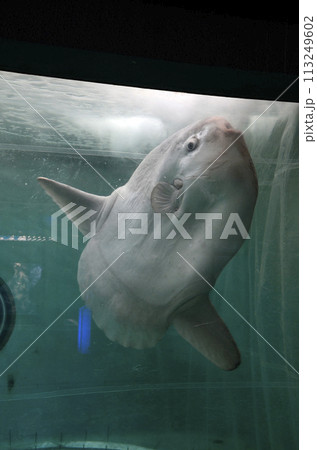 マンボウ マンボウ 113249602