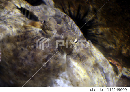 タコの顔 113249609