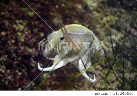 コウイカ 113249610