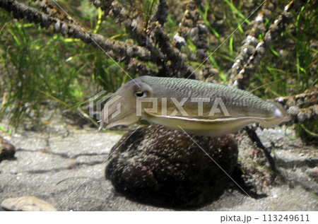 コウイカ 113249611