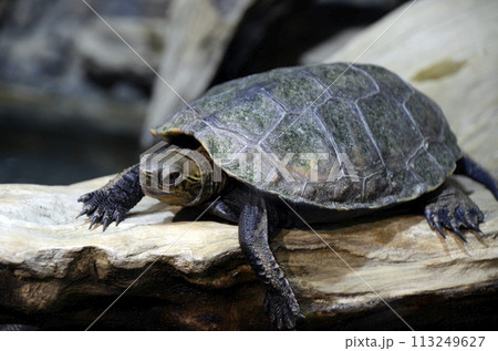ニホンイシガメ ニホンイシガメ 113249627