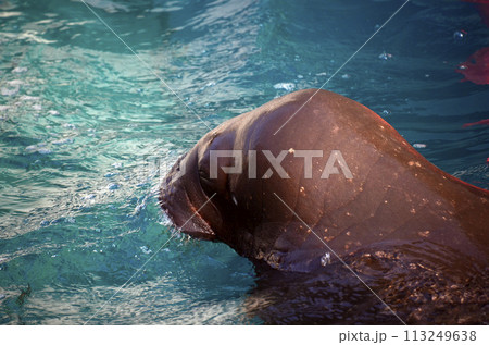 セイウチ 113249638
