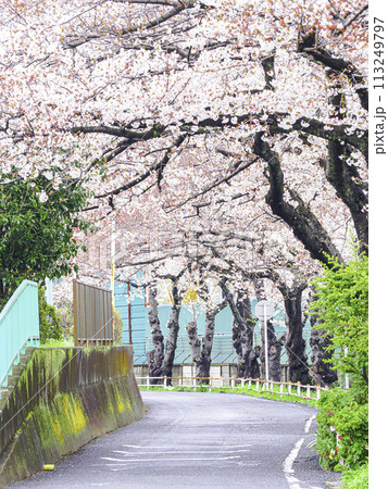桜のある道路 113249797