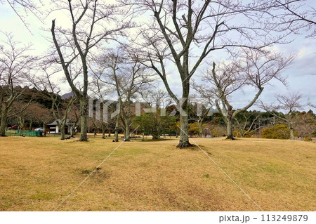春を待つさくらの里の桜の木と芝 春を待つさくらの里の桜の木と芝 113249879