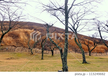 春を待つさくらの里の桜の木と芝 春を待つさくらの里の桜の木と芝 113249882